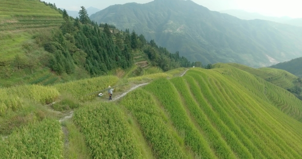 Peasant Going Along Longji Rice Terraced Fields