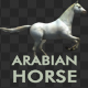 Arabian Horse Galloping - VideoHive Item for Sale