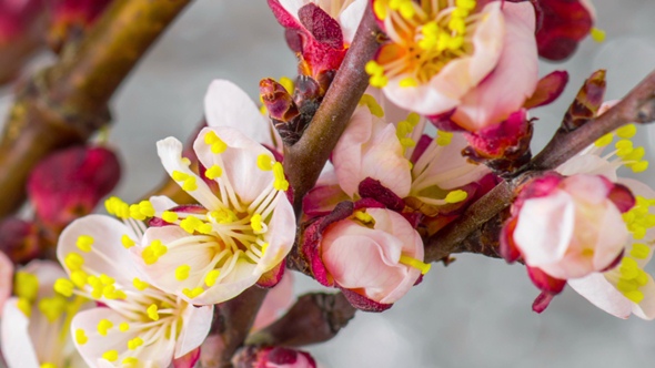 White Cherry Tree Flowers alt