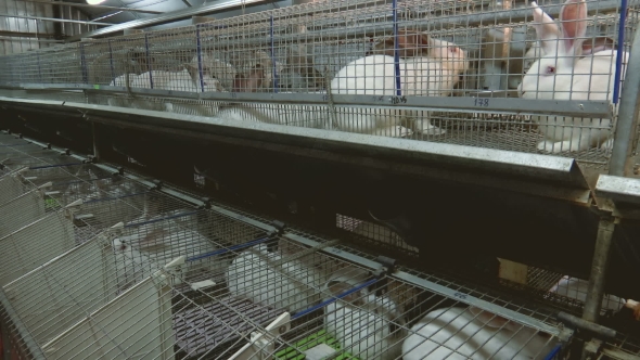 Rabbits on the Farm in Cage alt