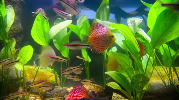 Tropical Fish in Aquarium Undervater