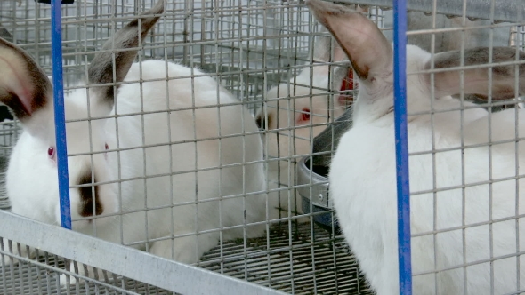 Rabbits on the Farm in Cage alt