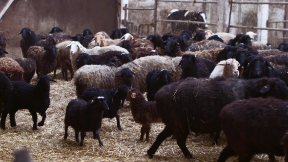 Sheep on Farm with Lamb Looking at the Camera