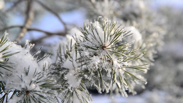 Sprig of Pine Trees Covered with Snow and Frost