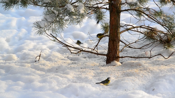 Flock of Titmice Eating Sunflower Seeds on Snow Under a Tree