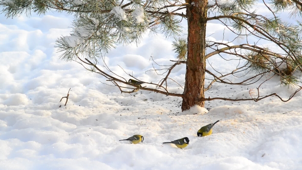 Flock of Titmice Eating Sunflower Seeds on Snow Under a Tree