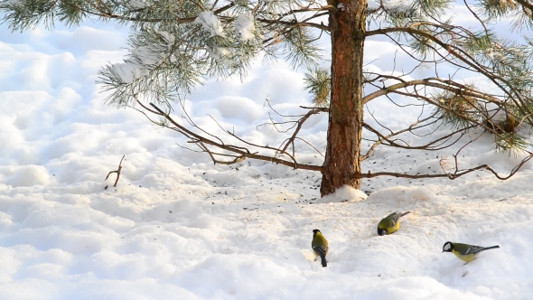 Flock of Titmice Eating Sunflower Seeds on Snow Under a Tree