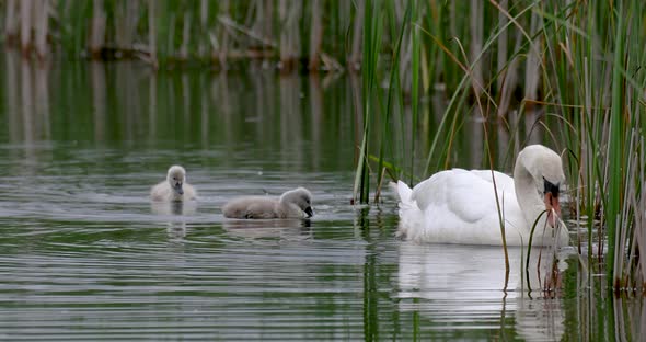 Wild bird mute swan in spring on pond alt