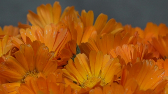 Marigold Herb Flower Blooms. Clockwise Turntable.