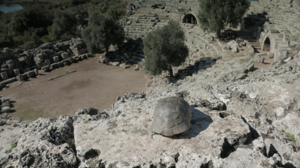 A Tortoise Looking Down From Near the Top of Antique Amphitheatre in Kaunos, Dalyan, Turkey.