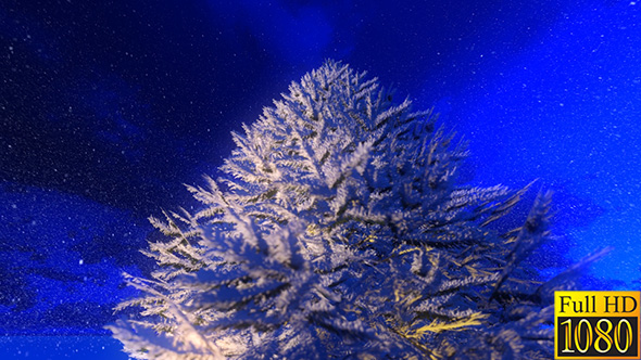 Illuminated Winter Fir