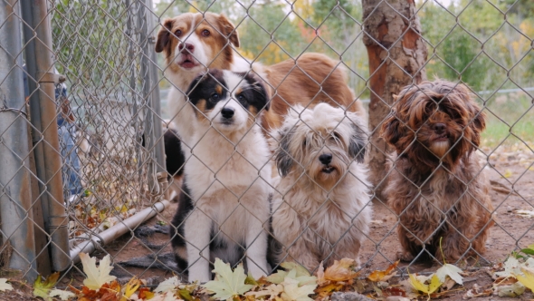 Cute Puppies of Different Breeds of Dogs in the Kennel. Waiting for Its Owner alt
