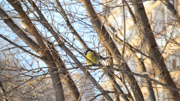 Titmouse Sitting on the Tree Branch in the Winter