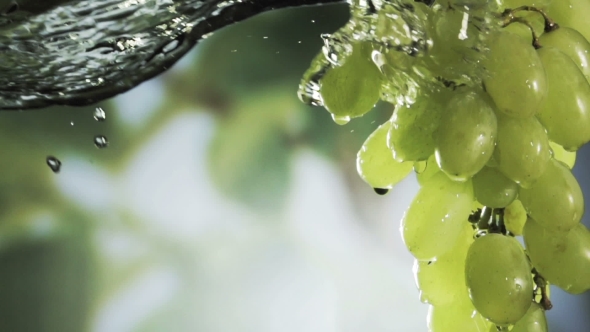 Wishihg a Bunch of Fresh Heaithy Green Grapes