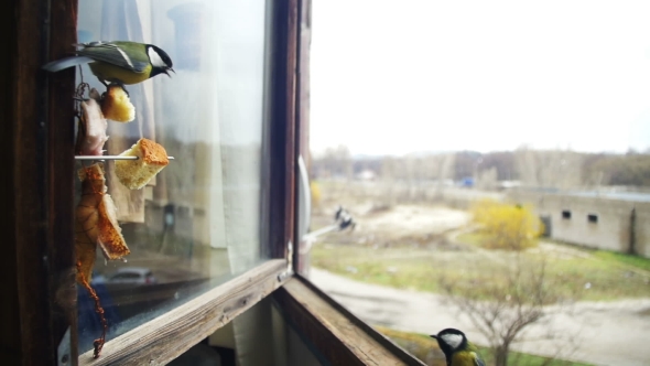Bird Titmouse Eats Bread and Lard on a Wooden Window Sill alt