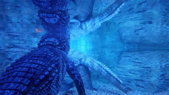 Crocodile Under the Water in Aquarium