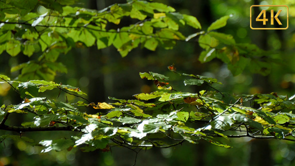 Beech Forest Branches with Leaves in Early Fall alt