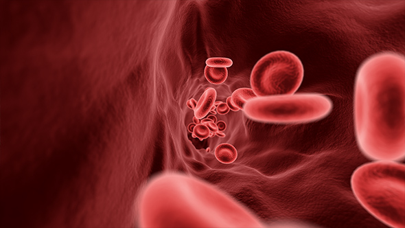 Blood Cells In Vein