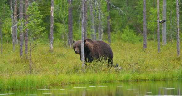 Big Adult Brown Bear Walking in the Forest While Birds Flying in the Back