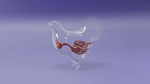 Glass Chicken intestinal