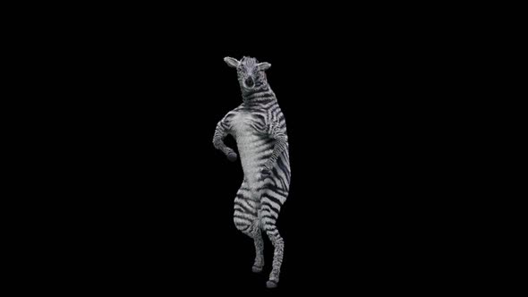 59  Zebra Dancing HD alt