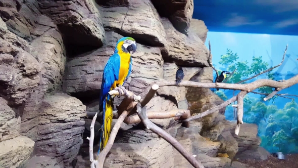 Blue-and-yellow Macaw Sitting on Branch