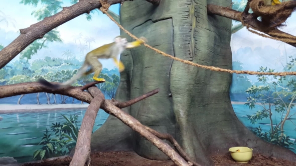 Green Monkey Runs on a Rope in Monkey Houme