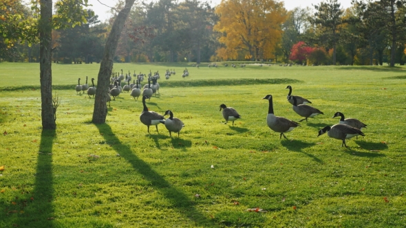 On Green Meadow Walks Flock of Canada Geese. Clear Autumn Day, Long Shadows Before Sunset alt