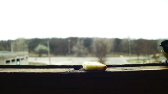 Bird Titmouse Eats Bread on a Wooden Window Sill alt
