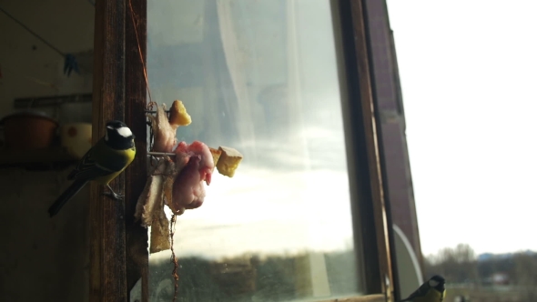Bird Titmouse Eats Bread and Lard on a Wooden Window Sill. alt