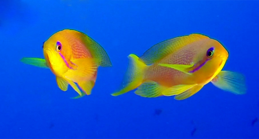 Colorful Corals and Fish