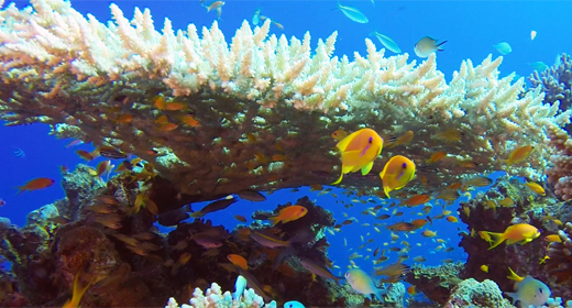 Fish and Table Coral