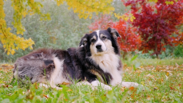 Purebred Australian Shepherd Lying on the Grass. Against the Background of Autumn Trees alt