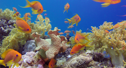 Underwater Colorful Reefs