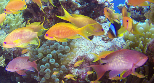 Underwater Colorful Life