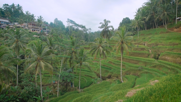 The Review of Rice Terraces on the Island of Bali. It Is Possible To Wander Among Rice Terraces alt