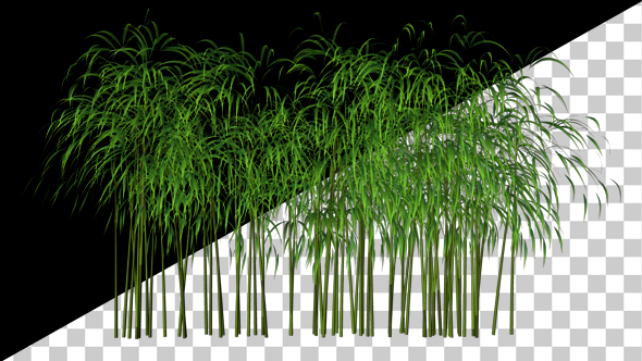 3D Bamboo Tree Growing Animation