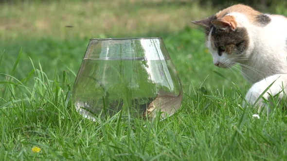 Tabby Cat Catch Fish From Aquarium with Water