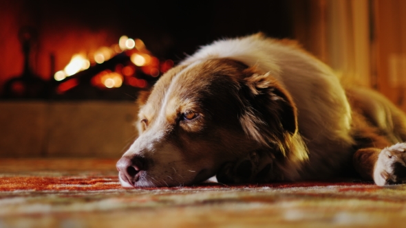 Cute Dog Dozing in a Cozy House Near the Fireplace, Stock Footage ...