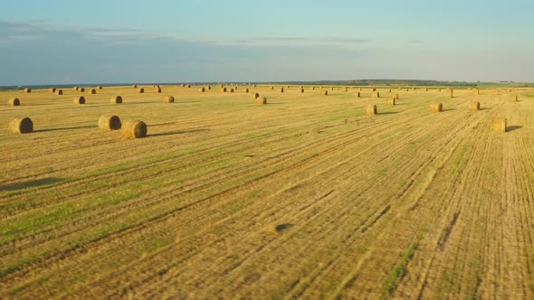 Common Buzzard Or Buteo Buteo Wild Bird Flying Above Hay Straw Rolls In Field alt