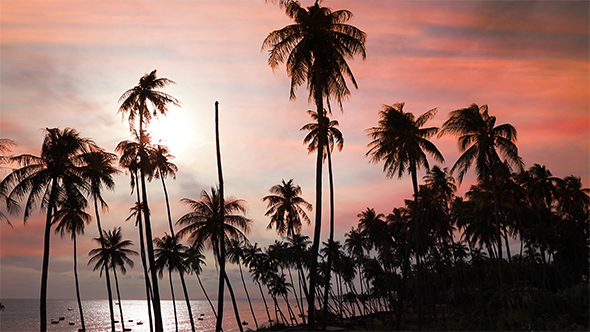Silhouettes of Coconut Palm Trees