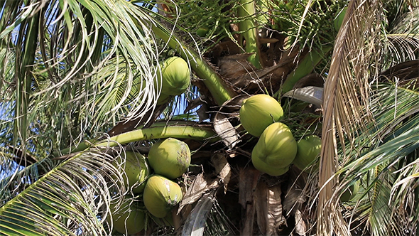 Coconuts Ripen on The Palm