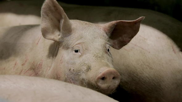 Industrial Pig Farm