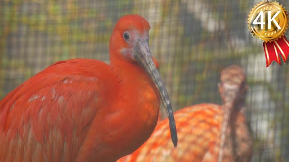 Two Scarlet Ibises Looking at Camera Red Feathers