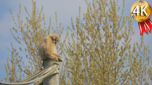 a Thin Yellow Monkey Sits on a Log