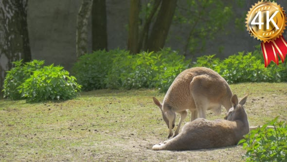 Two Kangaroos Are Feeding and Lying Under the Sun