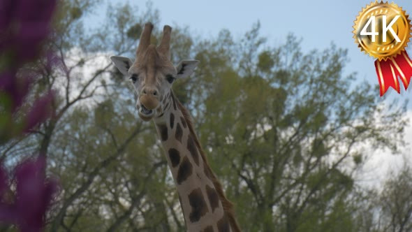 Giraffe Eating Leaves From Trees Head and Neck