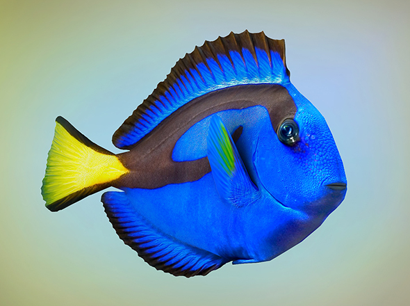 Fish Paracanthurus hepatus - 3Docean 19241850