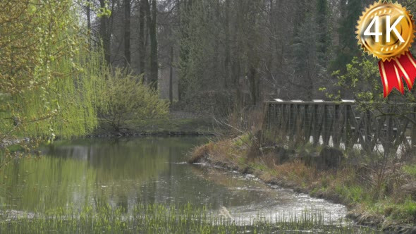 Forest Landscape Bridge in Springtime Park Sunny