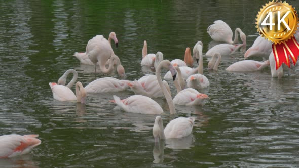 Large Group of Pink Swans Has Arrived to a Lake